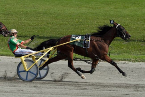 American standardball horse - найбільш фріский на планеті American standardball horse - найбільш фріский на планеті